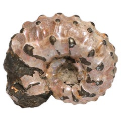 Russian pyritized ammonite fossil