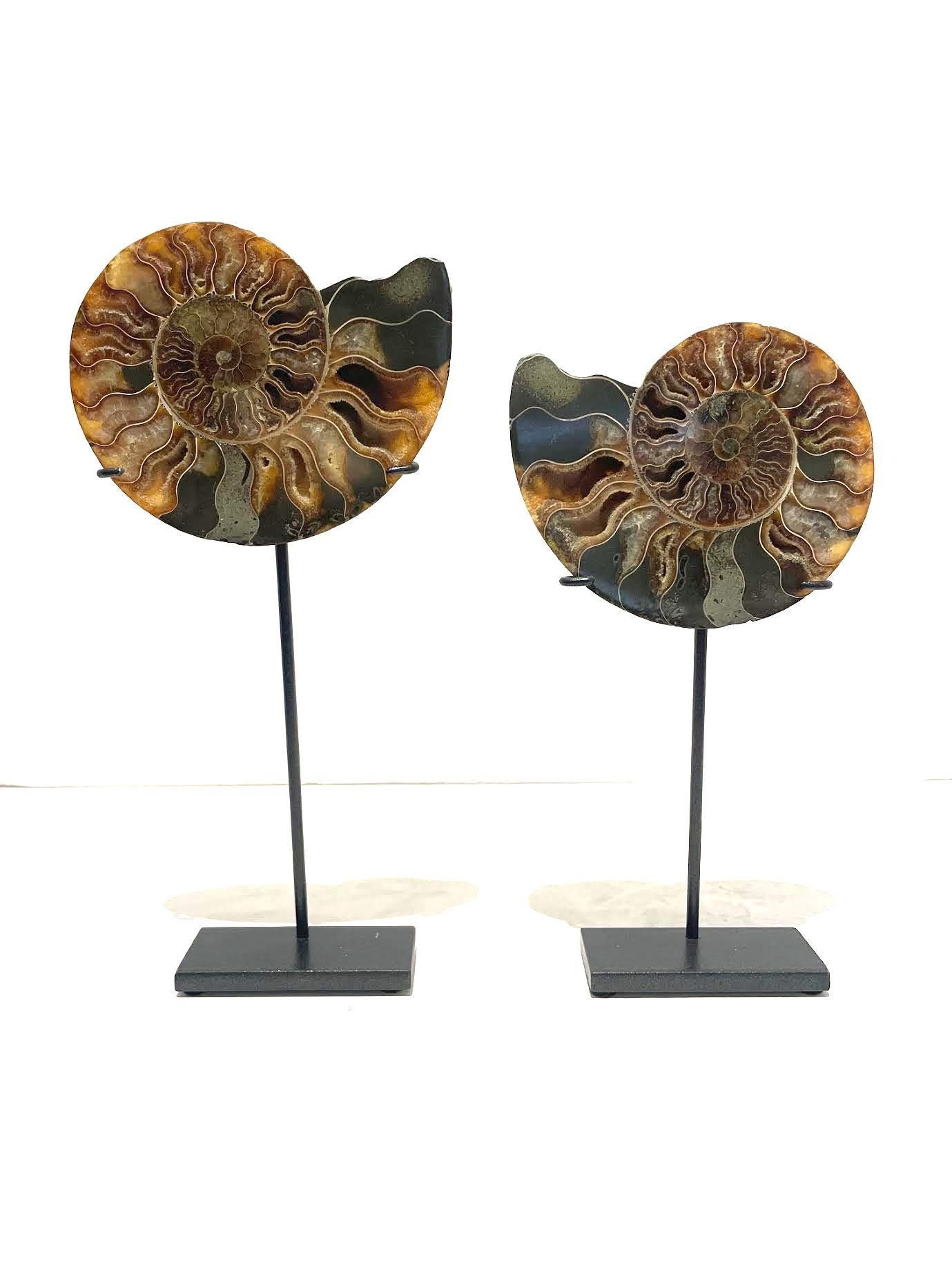 Paire d'ammonites polies assorties nouvellement montées sur des supports en acier personnalisés.
L'un d'eux mesure 5