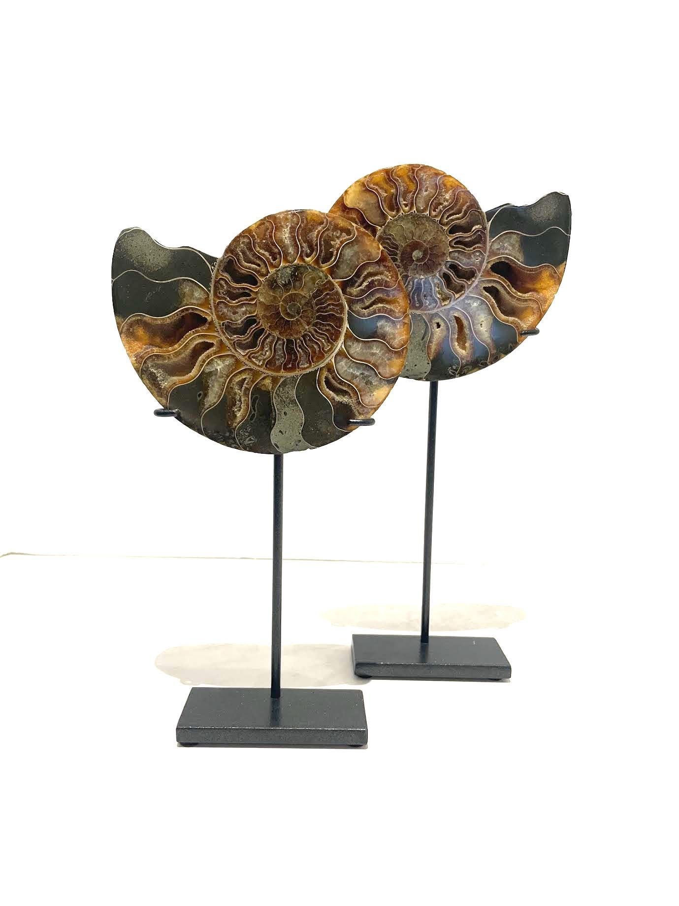 Malgache Ensemble de deux sculptures Ammonites couleur rouille et verte, Madagascar, préhistorique en vente