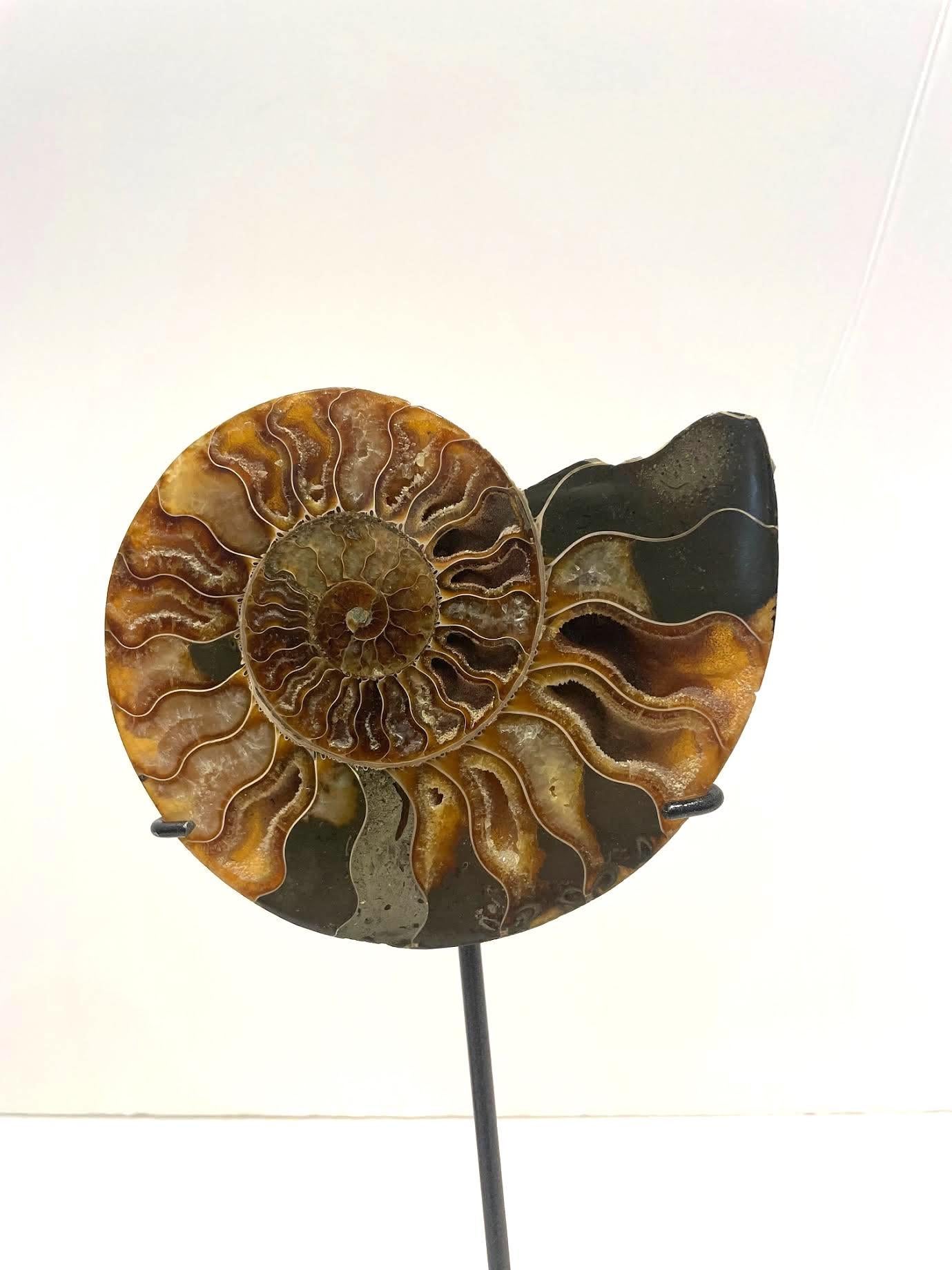 XVIIIe siècle et antérieur Ensemble de deux sculptures Ammonites couleur rouille et verte, Madagascar, préhistorique en vente