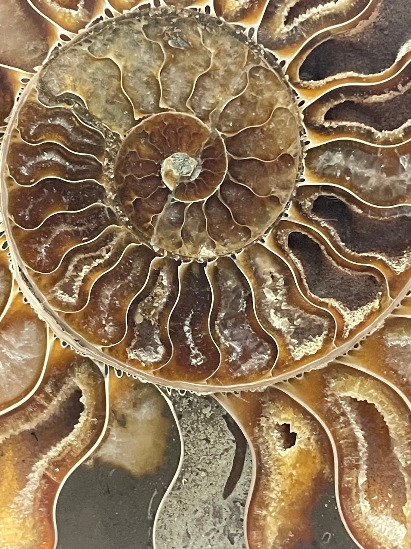 Autre Ensemble de deux sculptures Ammonites couleur rouille et verte, Madagascar, préhistorique en vente