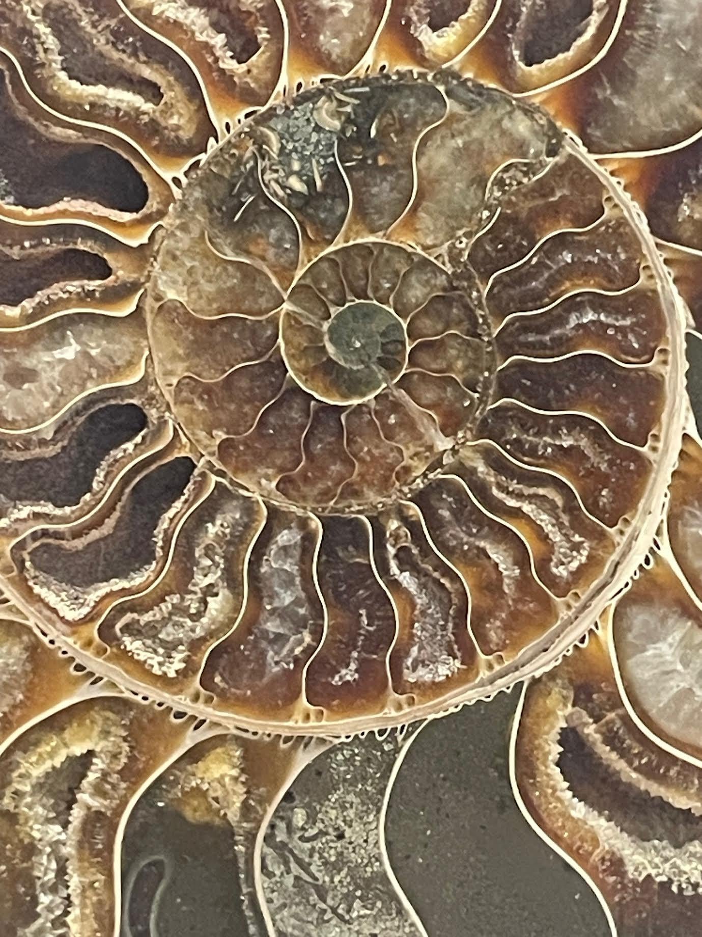 Ensemble de deux sculptures Ammonites couleur rouille et verte, Madagascar, préhistorique en vente 1