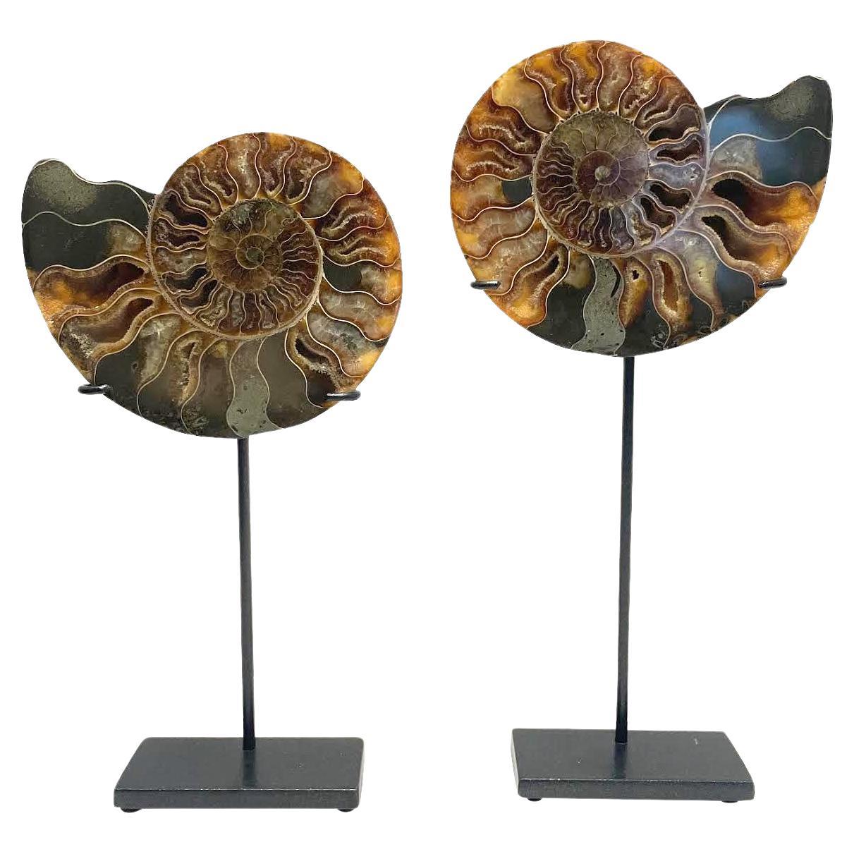 Set di due sculture di ammonite color ruggine e verde, Madagascar, Preistoria