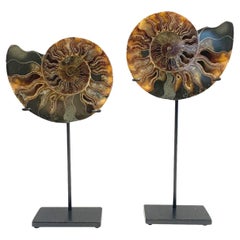 Ensemble de deux sculptures Ammonites couleur rouille et verte, Madagascar, préhistorique