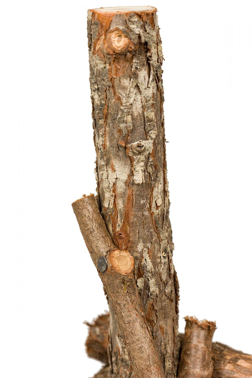 Rustic Adirondack Scalloped Petrified Wood and Branch X-Base Side / End Table For Sale 3