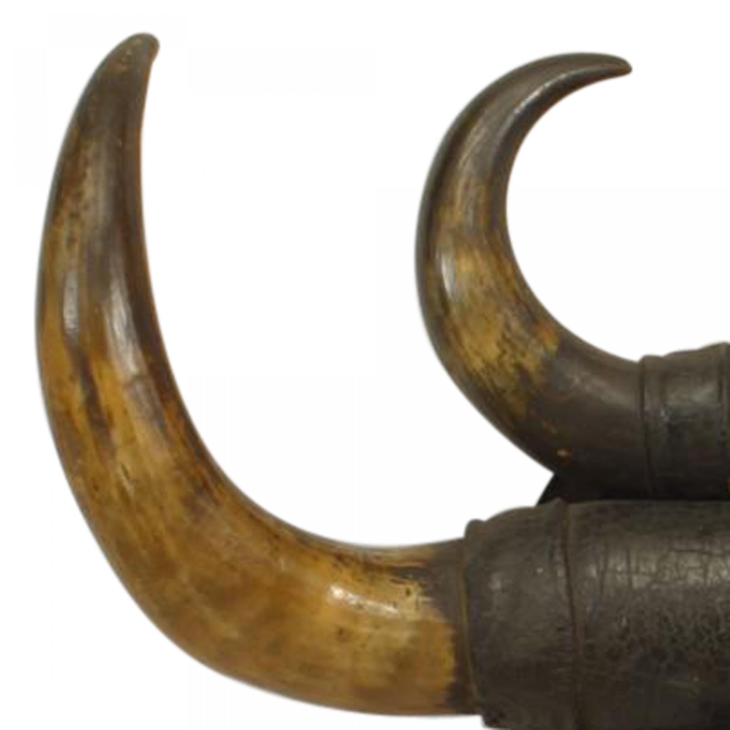 Taxidermia Rústica de Cuerno de Búfalo Hecho a mano en venta