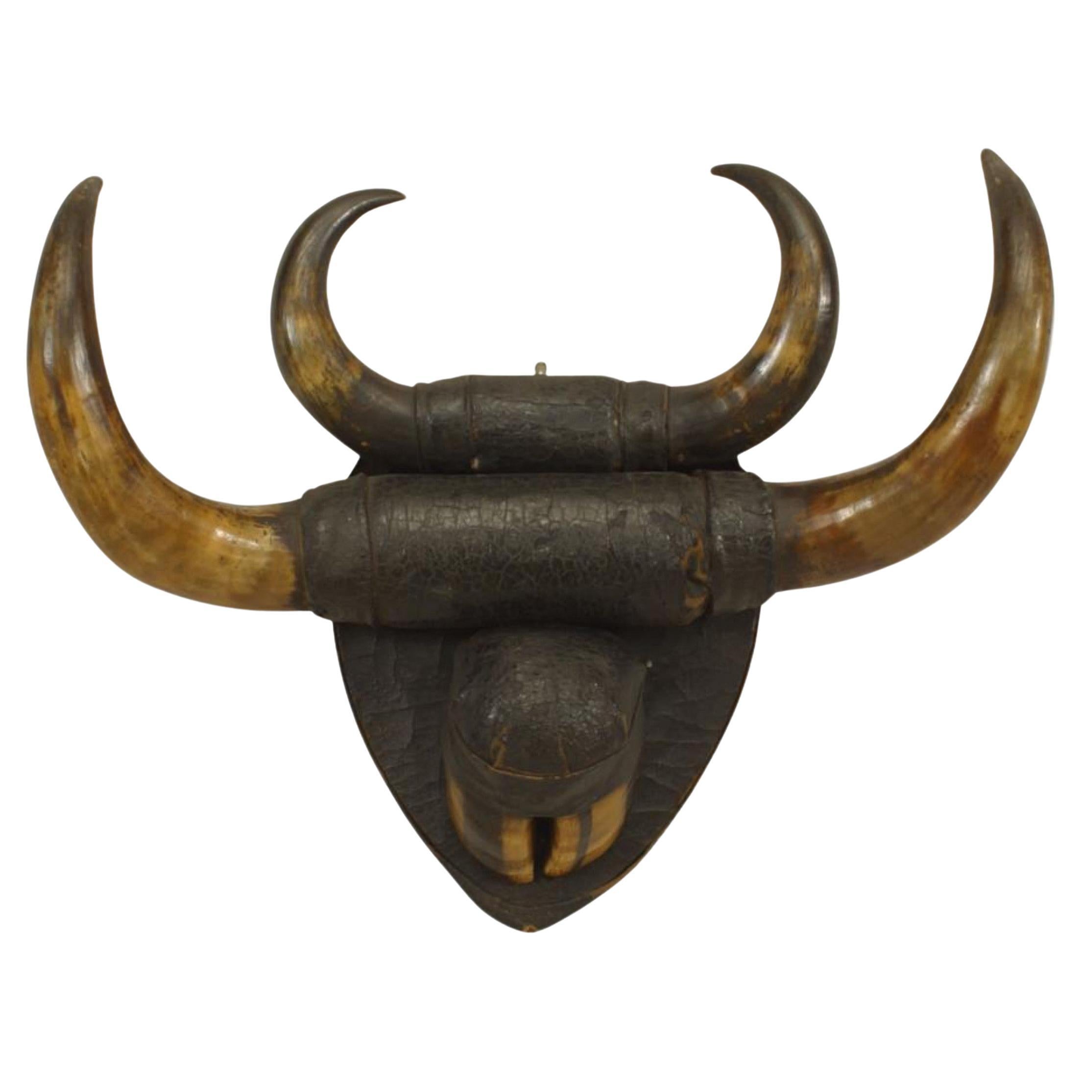 Tassidermia rustica di corno di bufalo