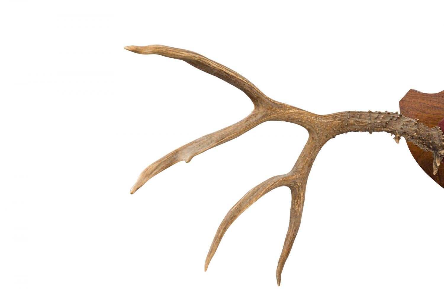 Rustic Decorative Deer Antler and Red Suede Wall Plaque (Rustikal) im Angebot