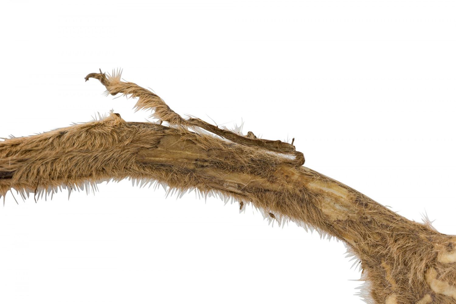 Rustikale dekorative Hirschgeweih Wandtafel (Geweih) im Angebot