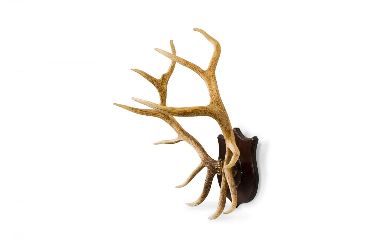 Rustikale dekorative Wildtrophäe / Wandtafel, bestehend aus zwei großen Elchgeweihen, die auf einer hölzernen Wandtafel in Schildform montiert sind.