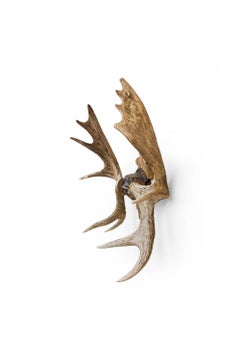 Rustic Decorative Moose Antler Oak Leaf Wall Plaque