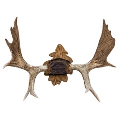 Rustic Decorative Moose Antler Oak Leaf Wall Plaque
