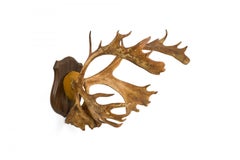 Rustic Decorative Moose Antler Wall Plaque