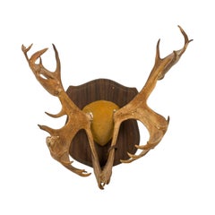 Rustic Decorative Moose Antler Wall Plaque