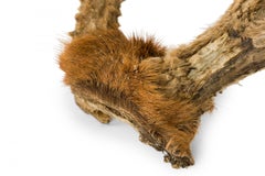 Rustic Decorative Wall Mounted Adolescent Deer Antlers