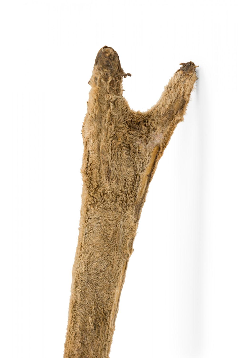 Rustikale dekorative Wand montiert jugendliche Hirschgeweih (amerikanisch) im Angebot