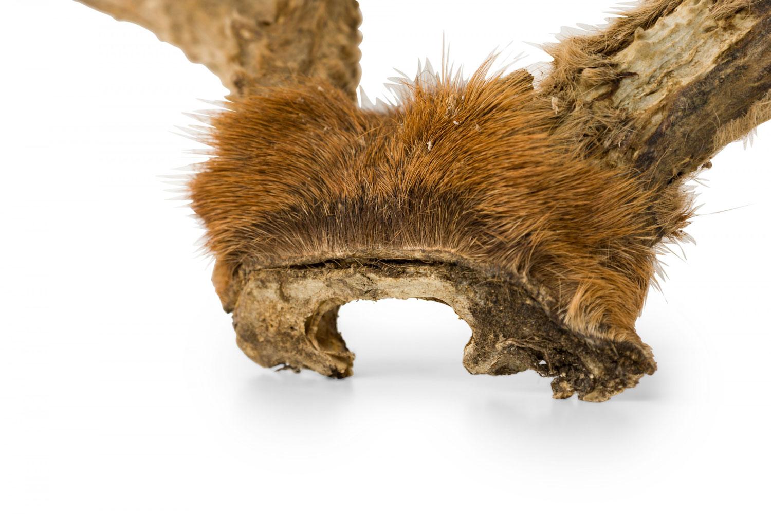 Rustikale dekorative Wand montiert jugendliche Hirschgeweih im Zustand „Gut“ im Angebot in Queens, NY