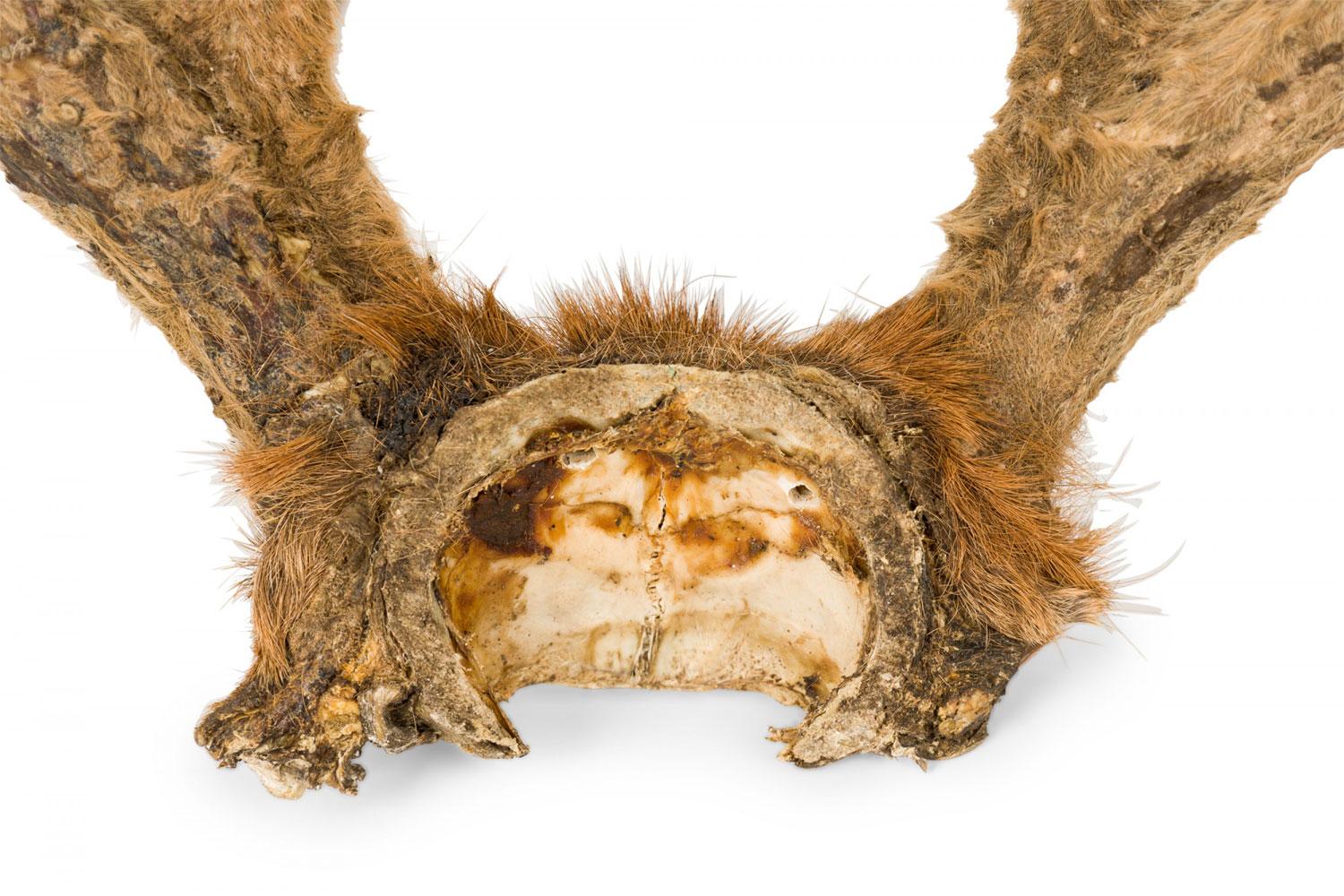 Rustikale dekorative Wand montiert jugendliche Hirschgeweih (19. Jahrhundert) im Angebot