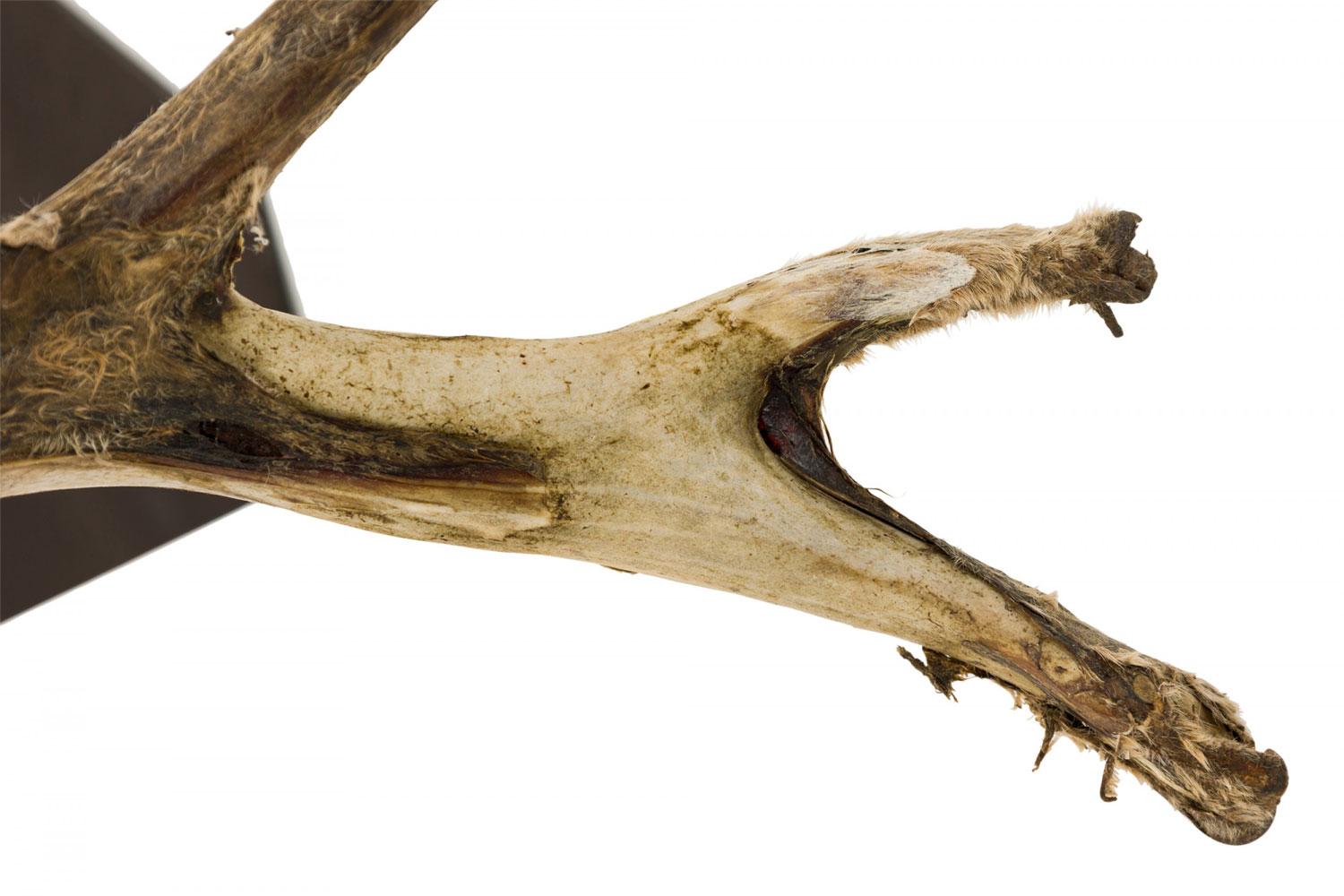 Rustikale dekorative Wand montiert jugendliche Hirschgeweih (Geweih) im Angebot