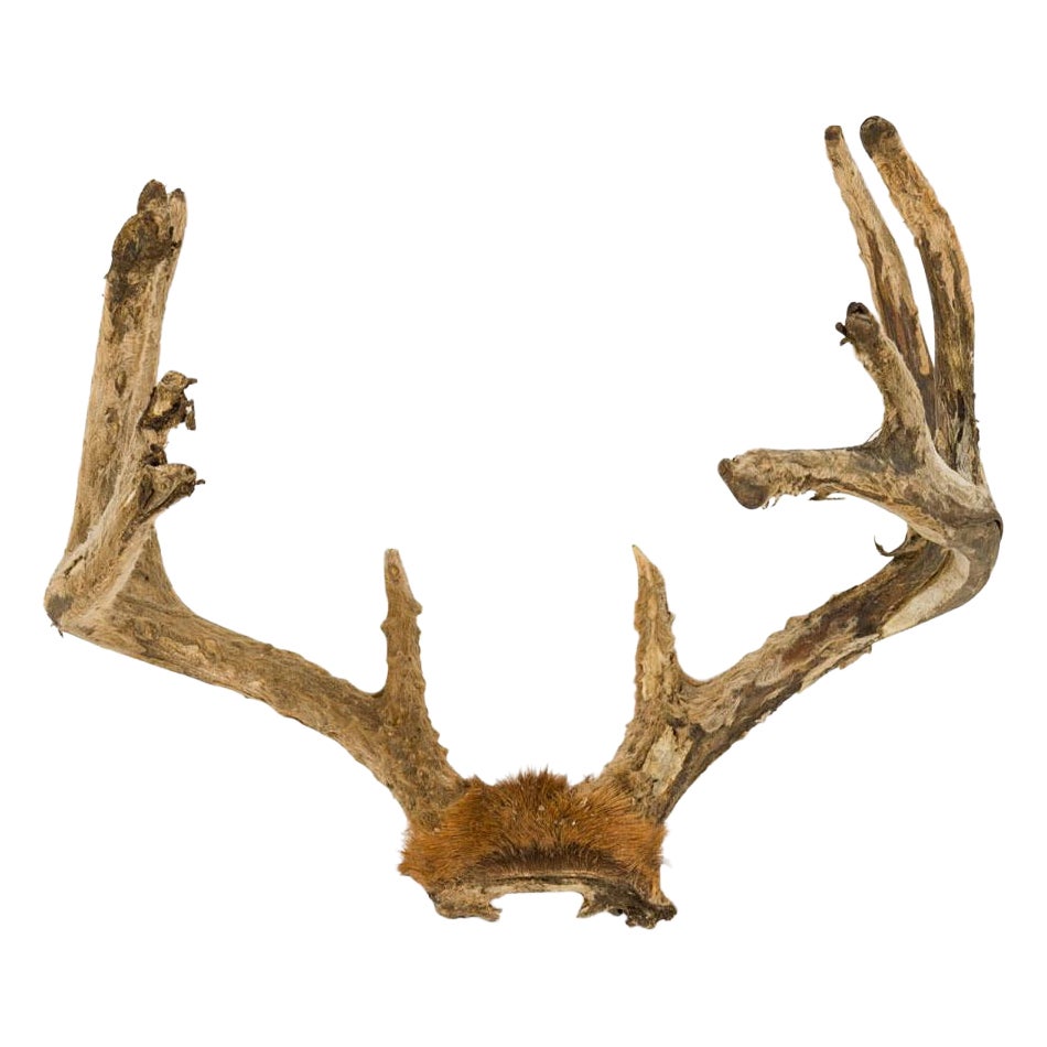 Rustic Decorative Wall Mounted Adolescent Deer Antlers