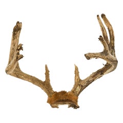 Rustic Decorative Wall Mounted Adolescent Deer Antlers