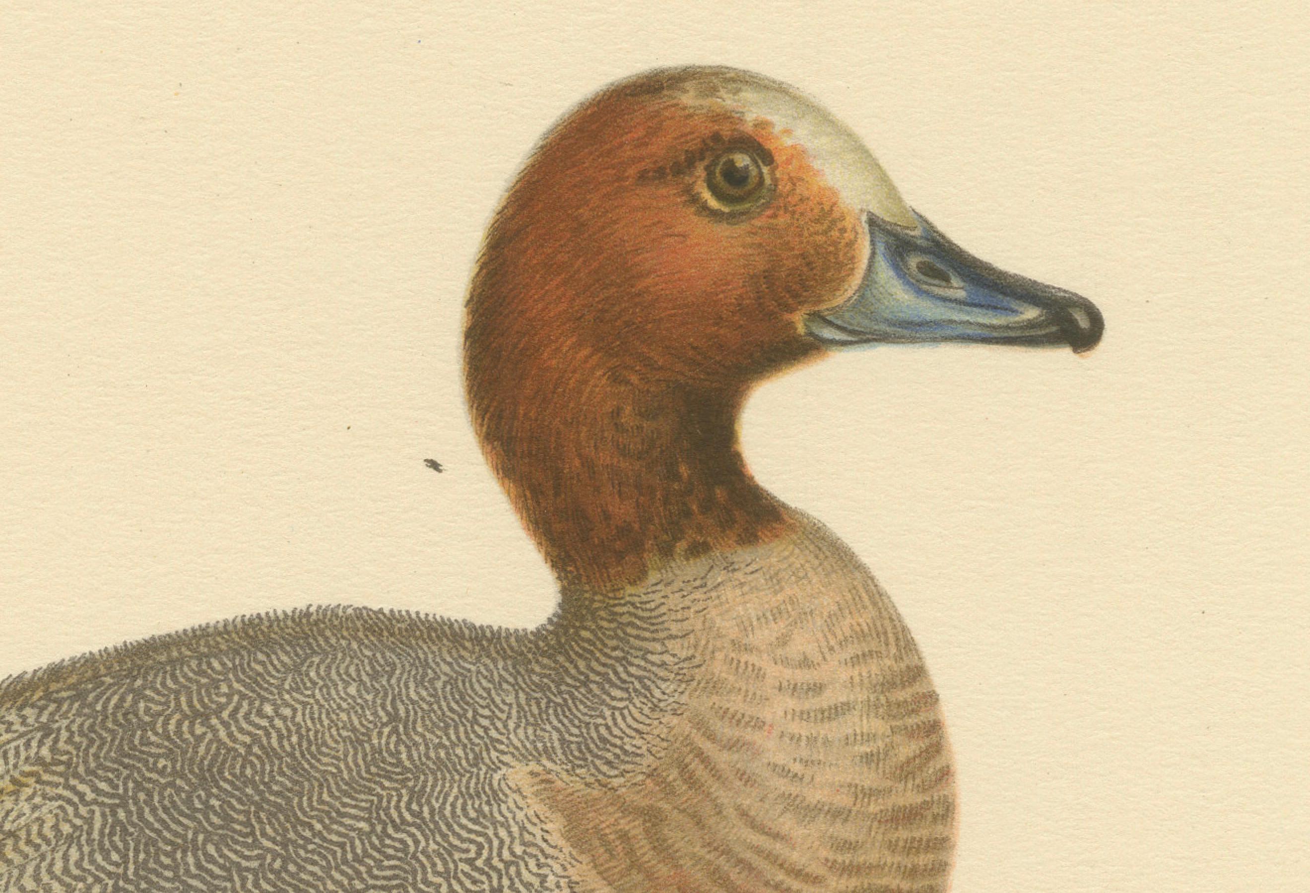 The image features a detailed and naturalistic representation of the Eurasian wigeon, scientifically named 'Anas (Mareca) Penelope'. This duck is characterized by its russet head and neck, pale blue bill with a black tip, and a distinctive cream
