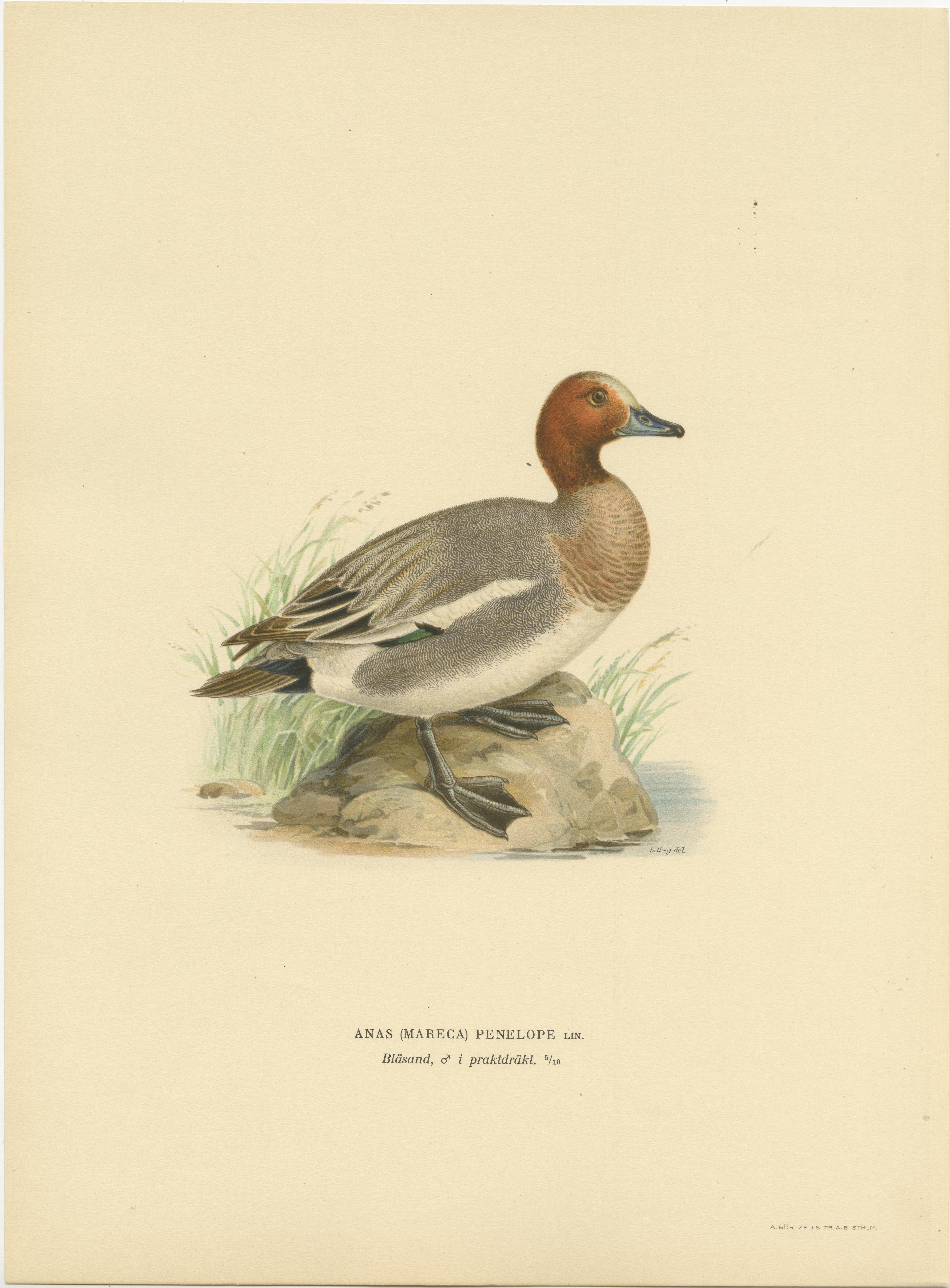 Rustic Grace: A Vintage Print of The Eurasian Wigeon by Magnus von Wright, 1929 In Good Condition For Sale In Langweer, NL