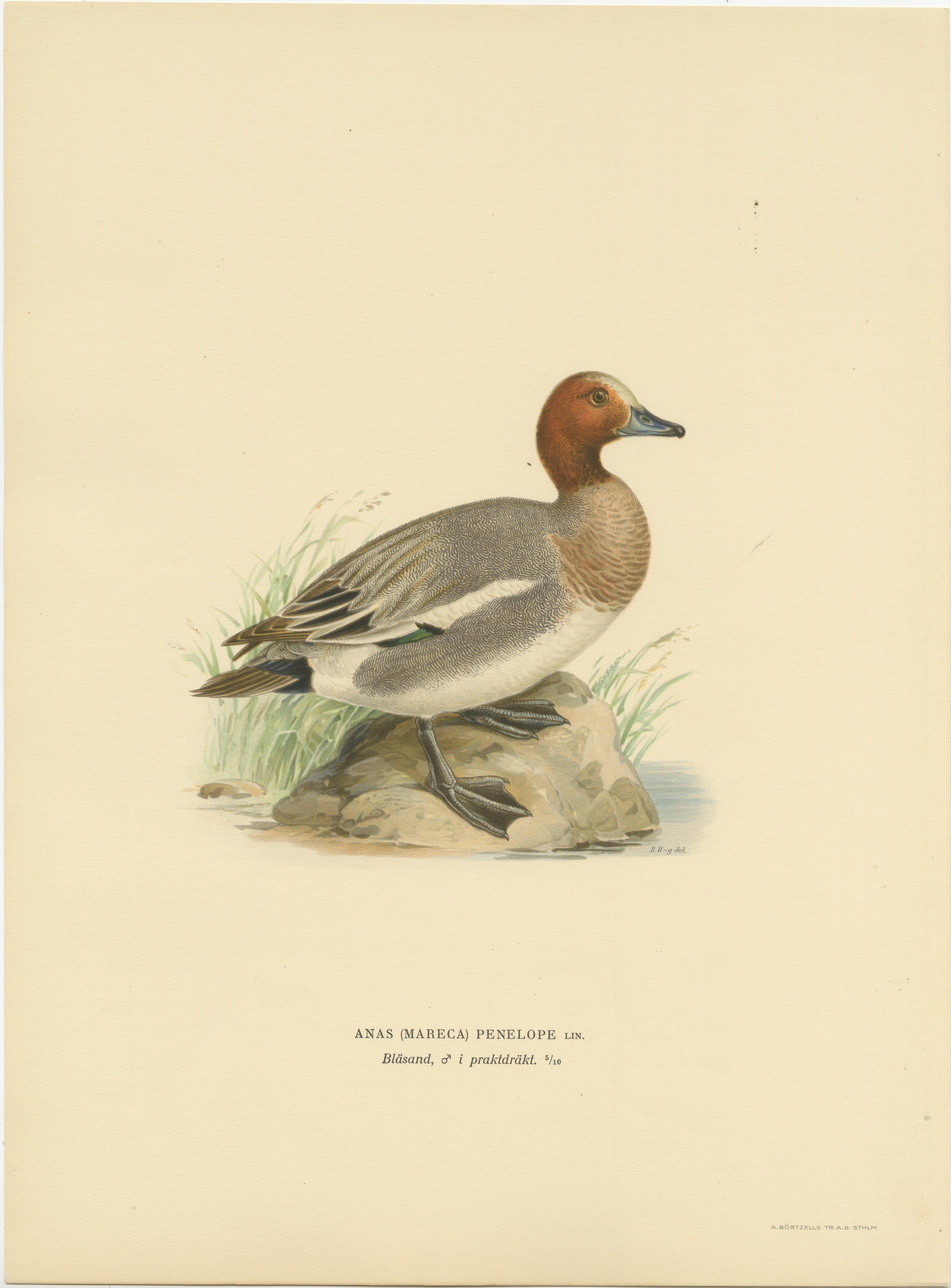 Rustikale Anmut: Ein Vintage-Druck des Eurasian-Wigeon von Magnus von Wright, 1929 im Zustand „Gut“ im Angebot in Langweer, NL