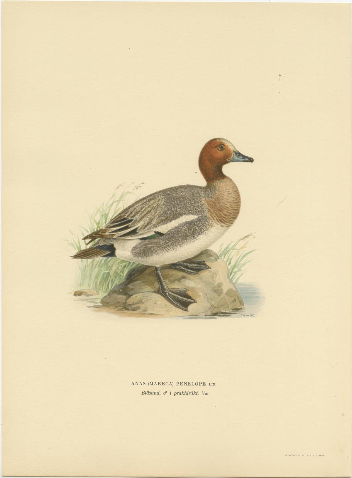 Rustic Grace: A Vintage Print of The Eurasian Wigeon by Magnus von Wright, 1929