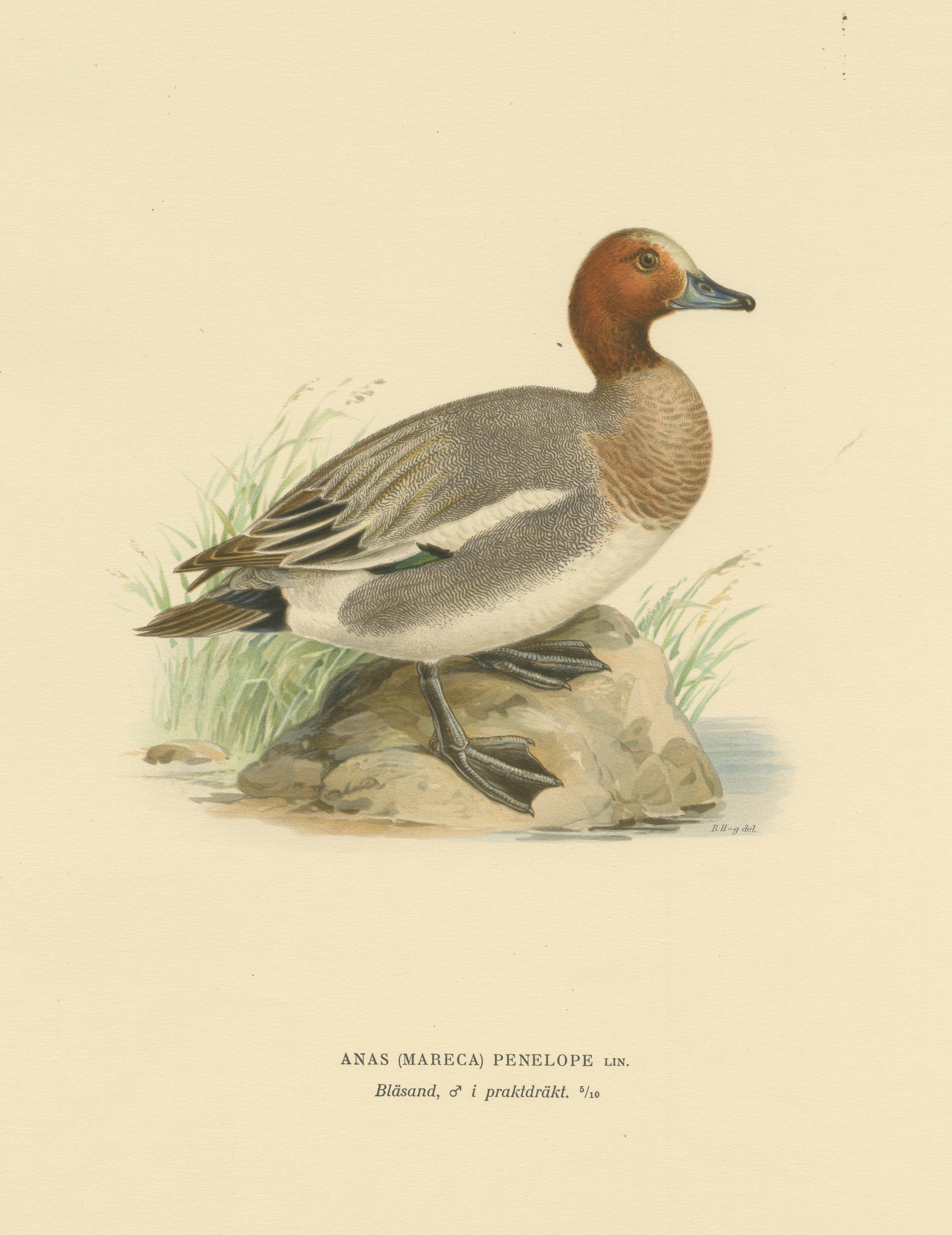 20th Century Rustic Grace: A Vintage Print of The Eurasian Wigeon by Magnus von Wright, 1929 For Sale
