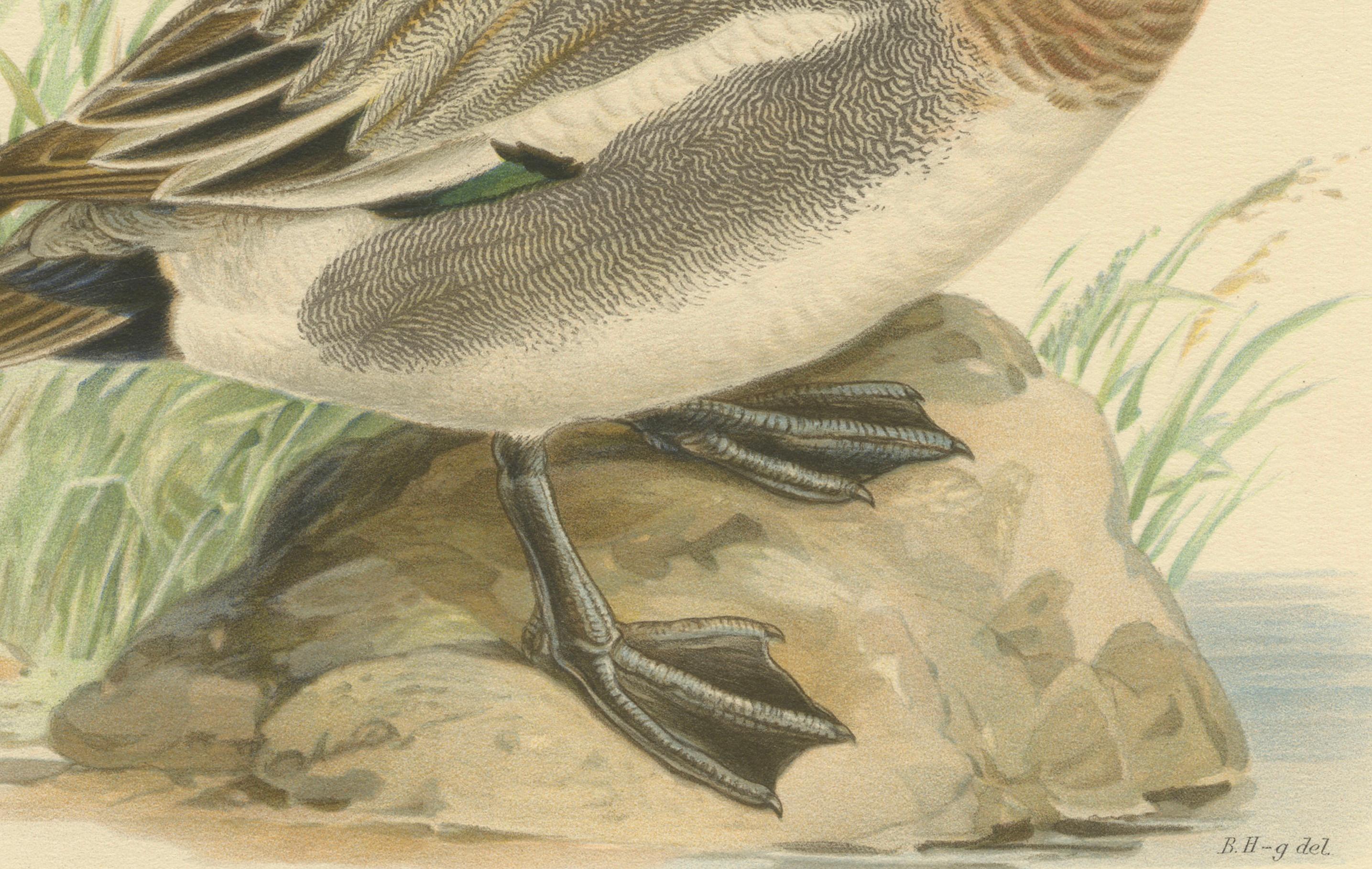 Paper Rustic Grace: A Vintage Print of The Eurasian Wigeon by Magnus von Wright, 1929 For Sale