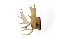 Rustic Moose Antler and Wood Wall Plaque