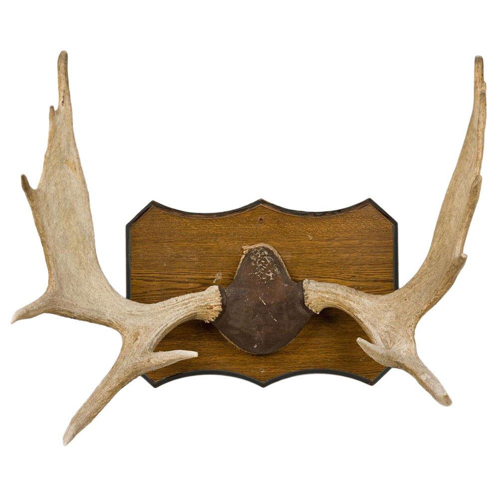 Rustic Moose Antler and Wood Wall Plaque
