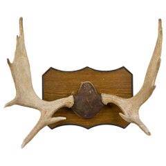 Rustic Moose Antler and Wood Wall Plaque