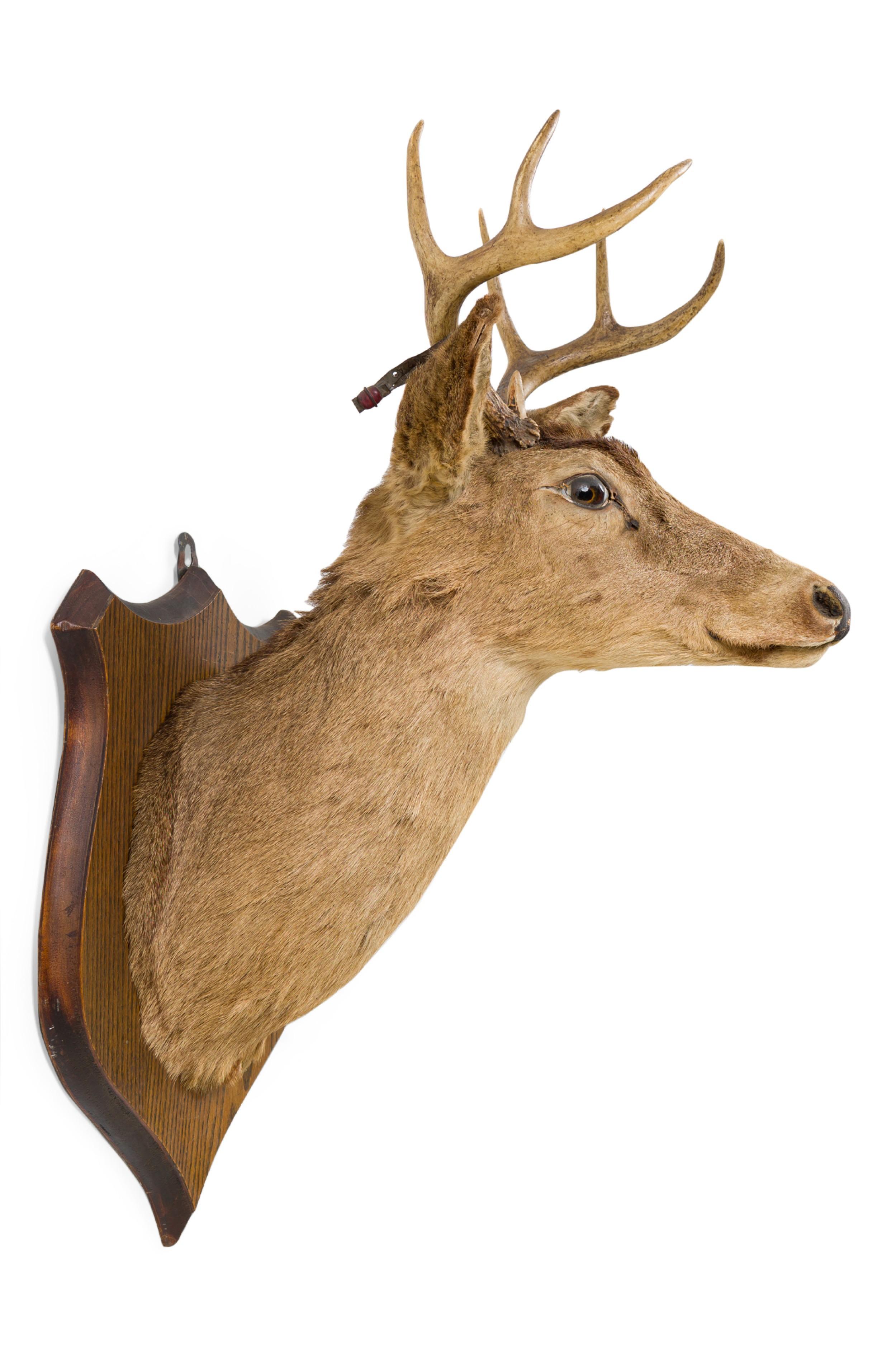 American Country style taxidermy deer head with antlers mounted on oak shield shaped wall plaque