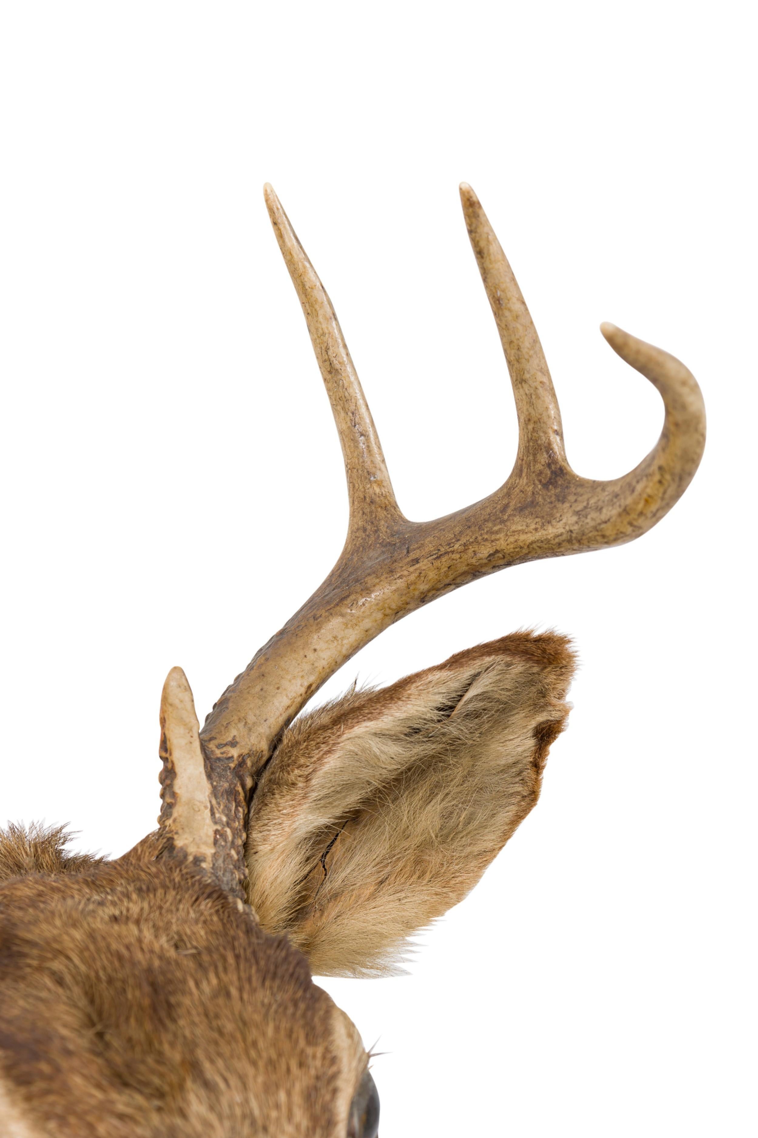 Rustic Mounted Deer Head Taxidermy In Good Condition For Sale In Queens, NY
