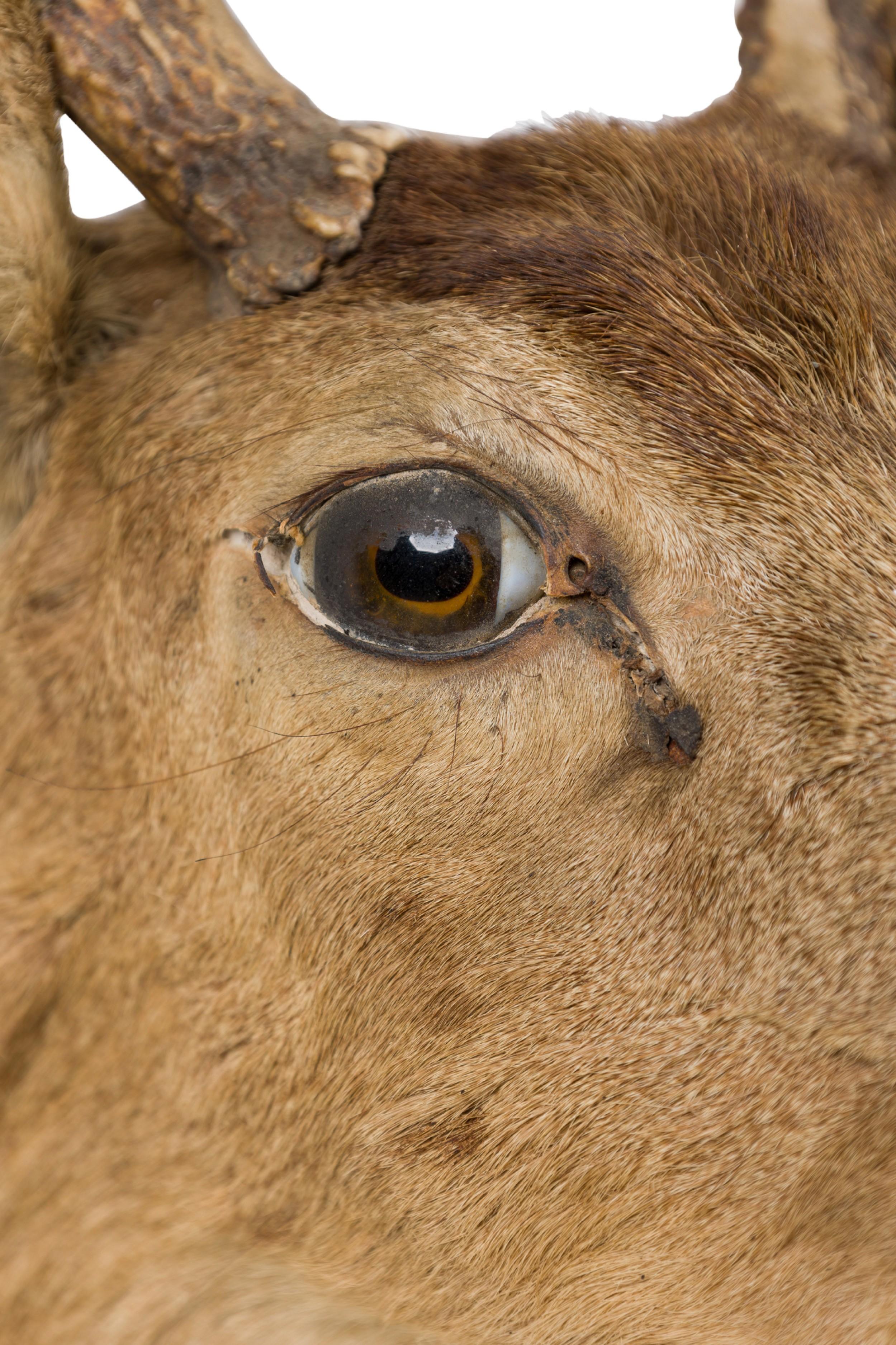 20th Century Rustic Mounted Deer Head Taxidermy For Sale