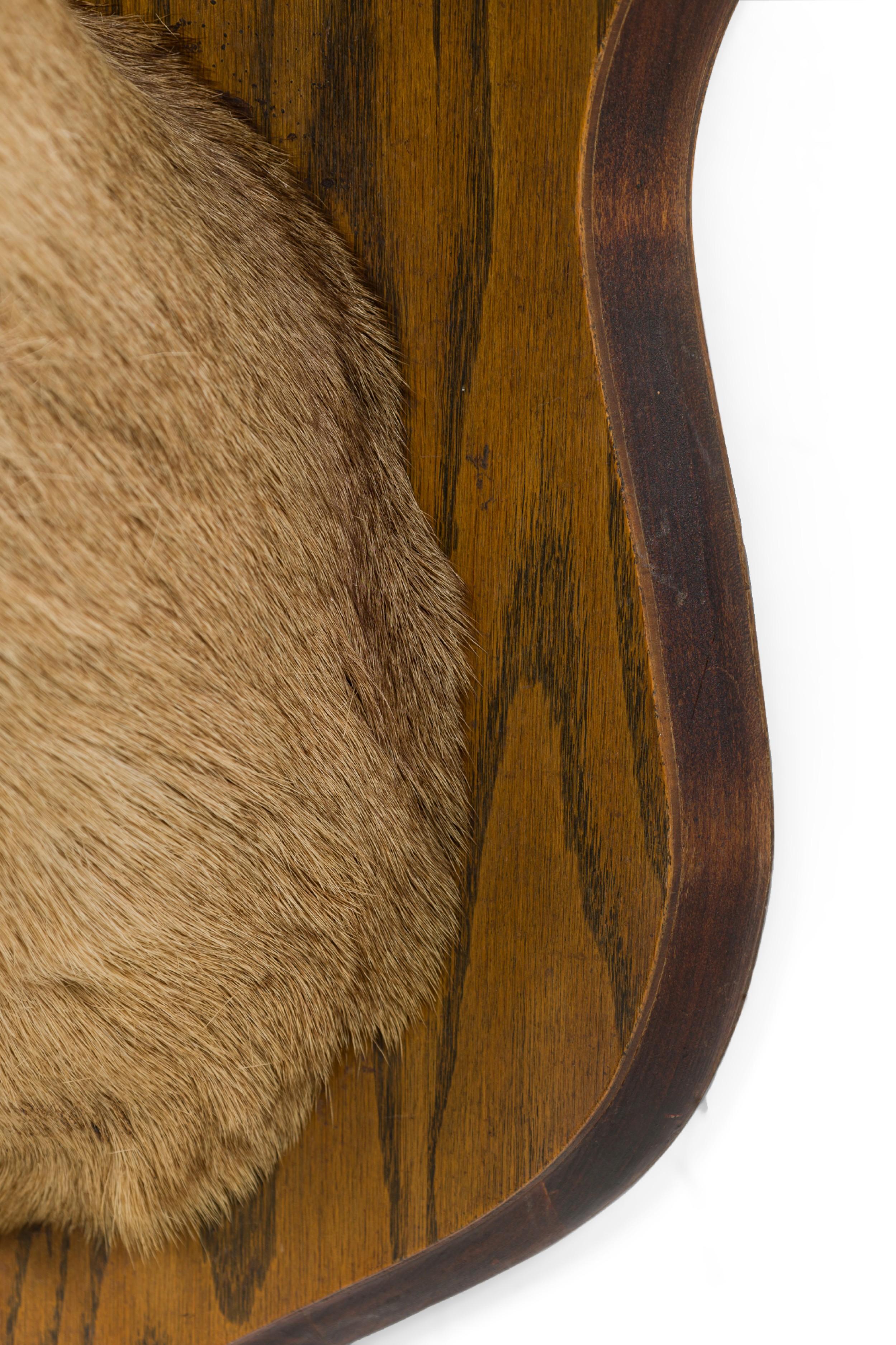 Antler Rustic Mounted Deer Head Taxidermy For Sale