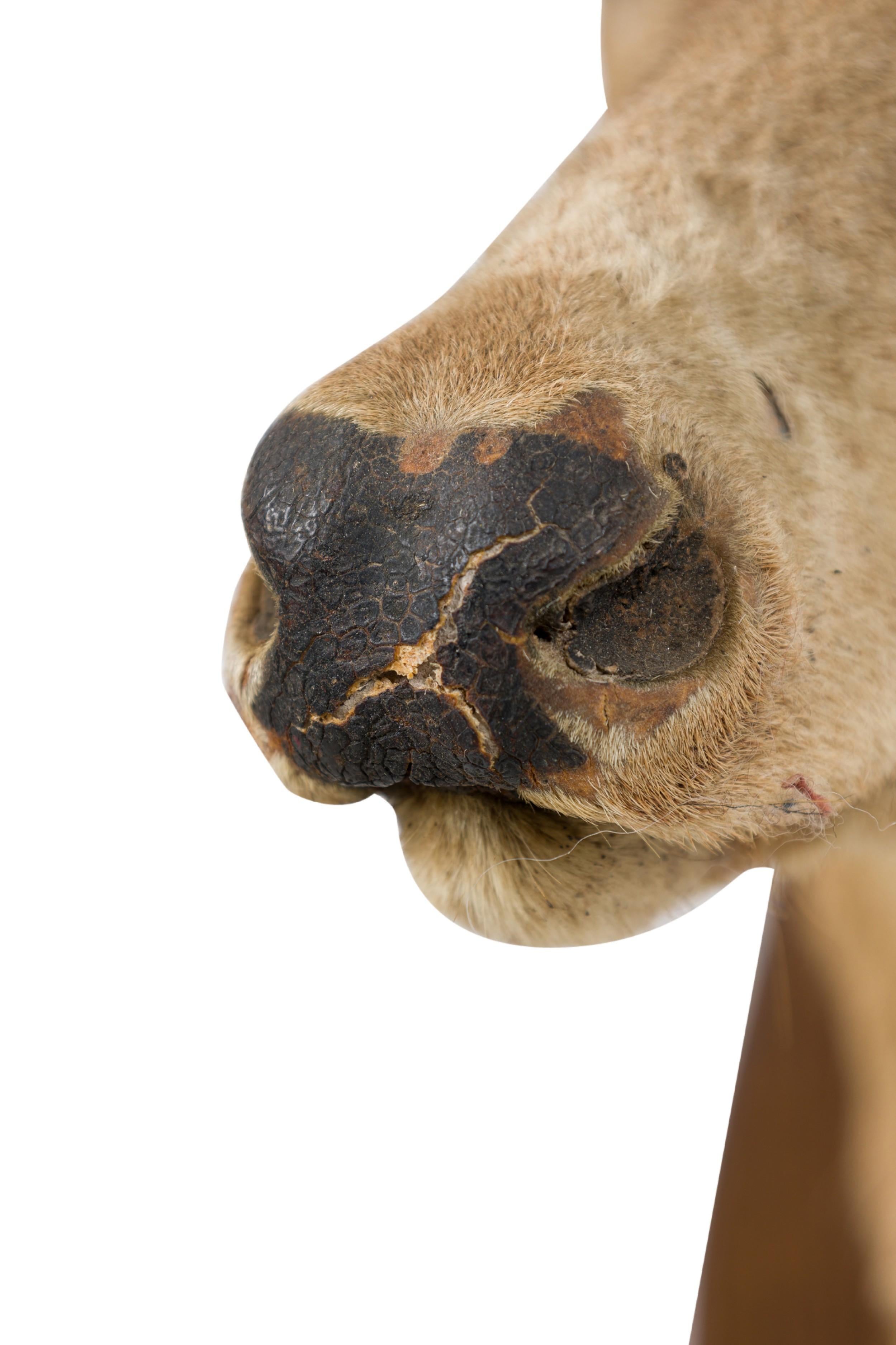 Rustic Mounted Deer Head Taxidermy For Sale 1