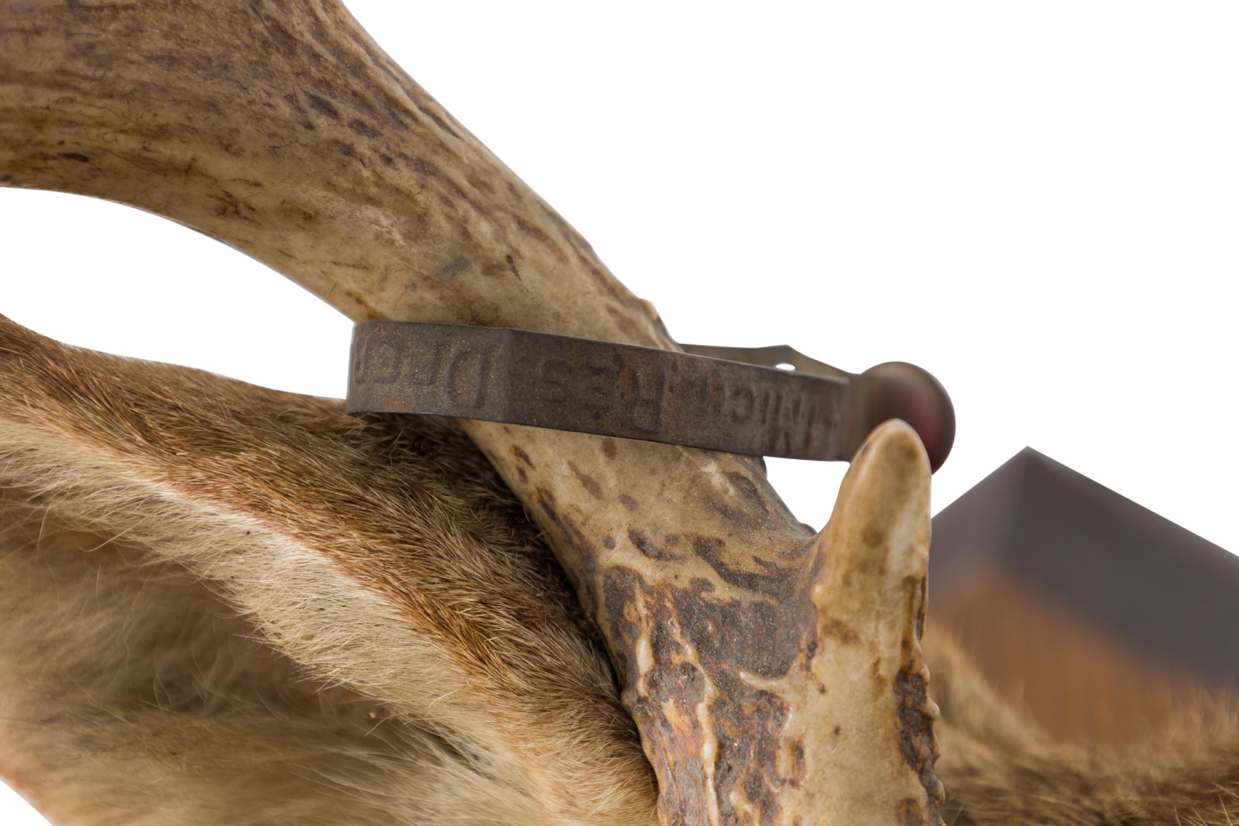 Rustic Mounted Deer Head Taxidermy For Sale 2