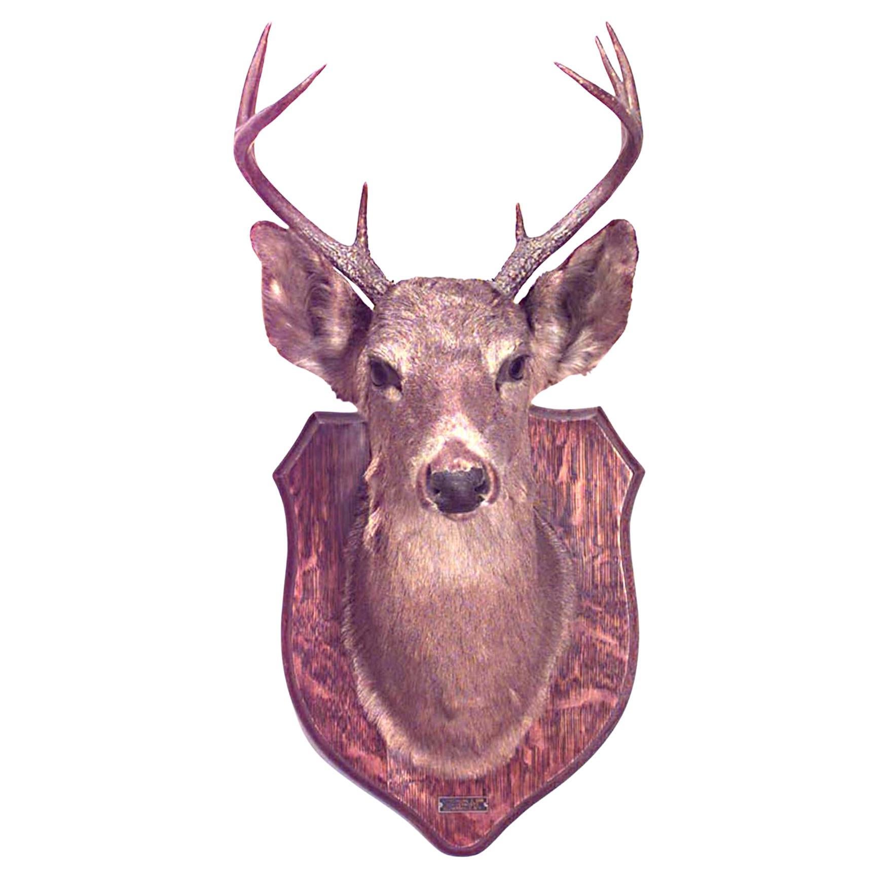 Tassidermia rustica della testa di cervo montata