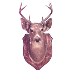 Rustic Mounted Deer Head Taxidermy