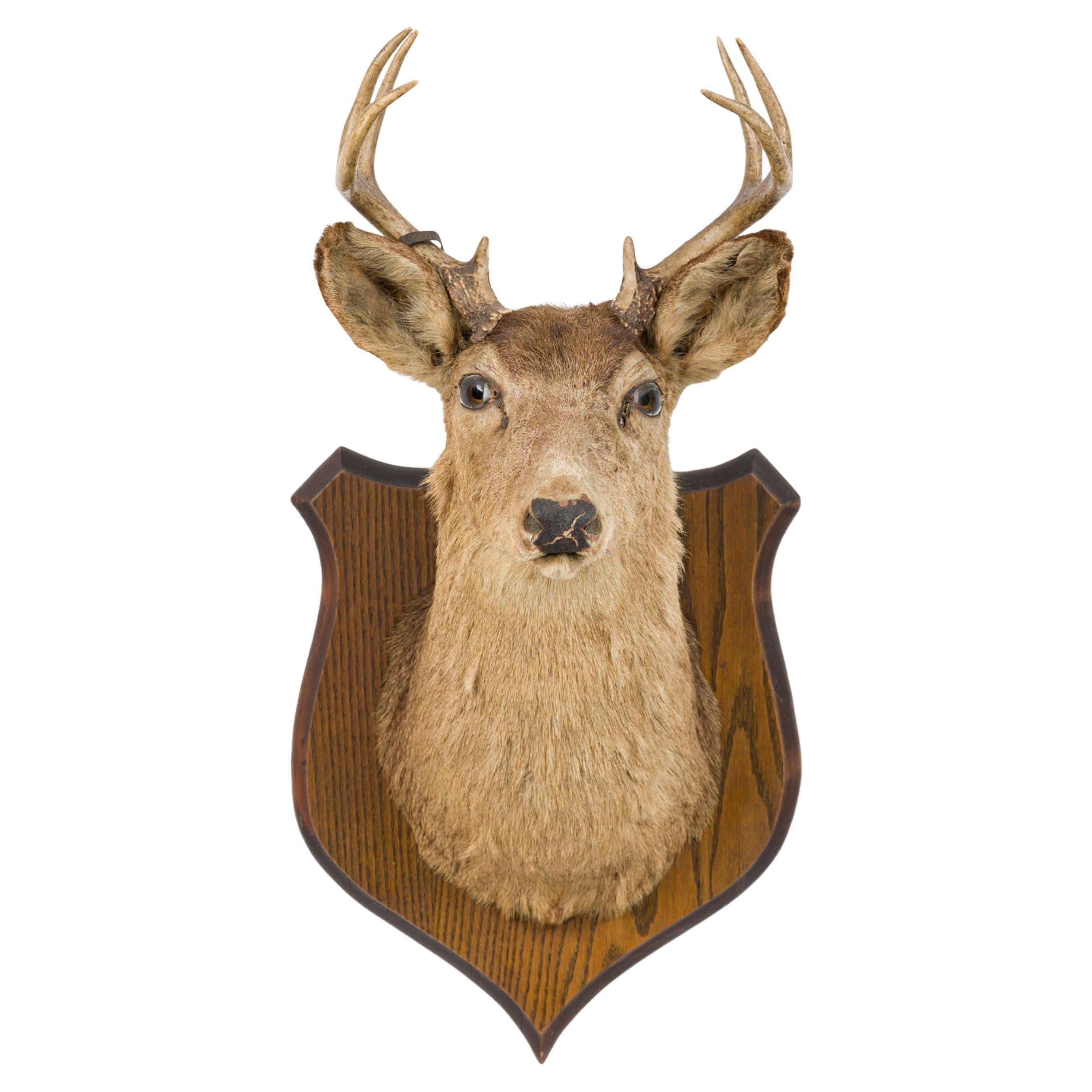 Rustic Mounted Deer Head Taxidermy