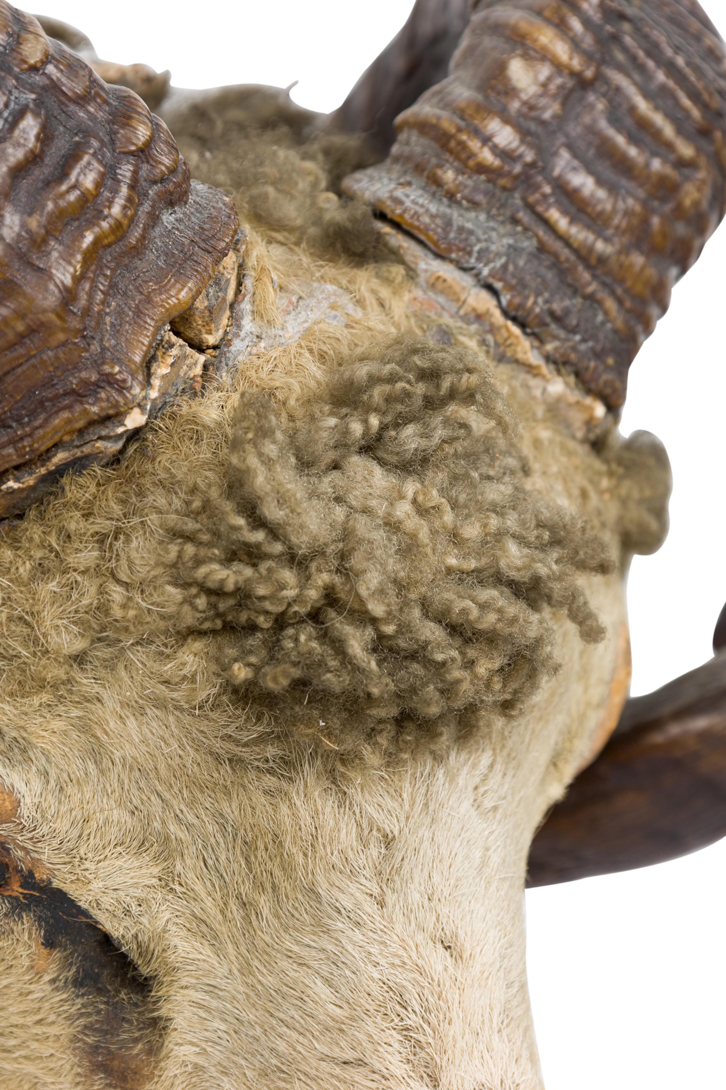 Sconosciuto Tassidermia rustica della testa di montone in vendita