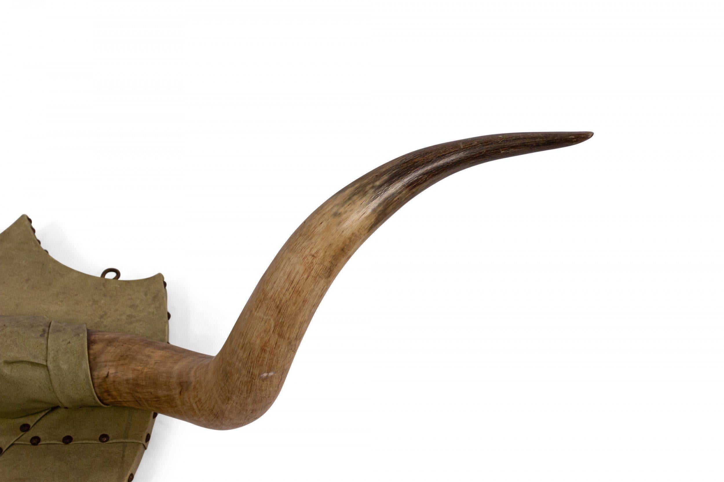 Country Rustic Steer Horn Mounted Taxidermy For Sale