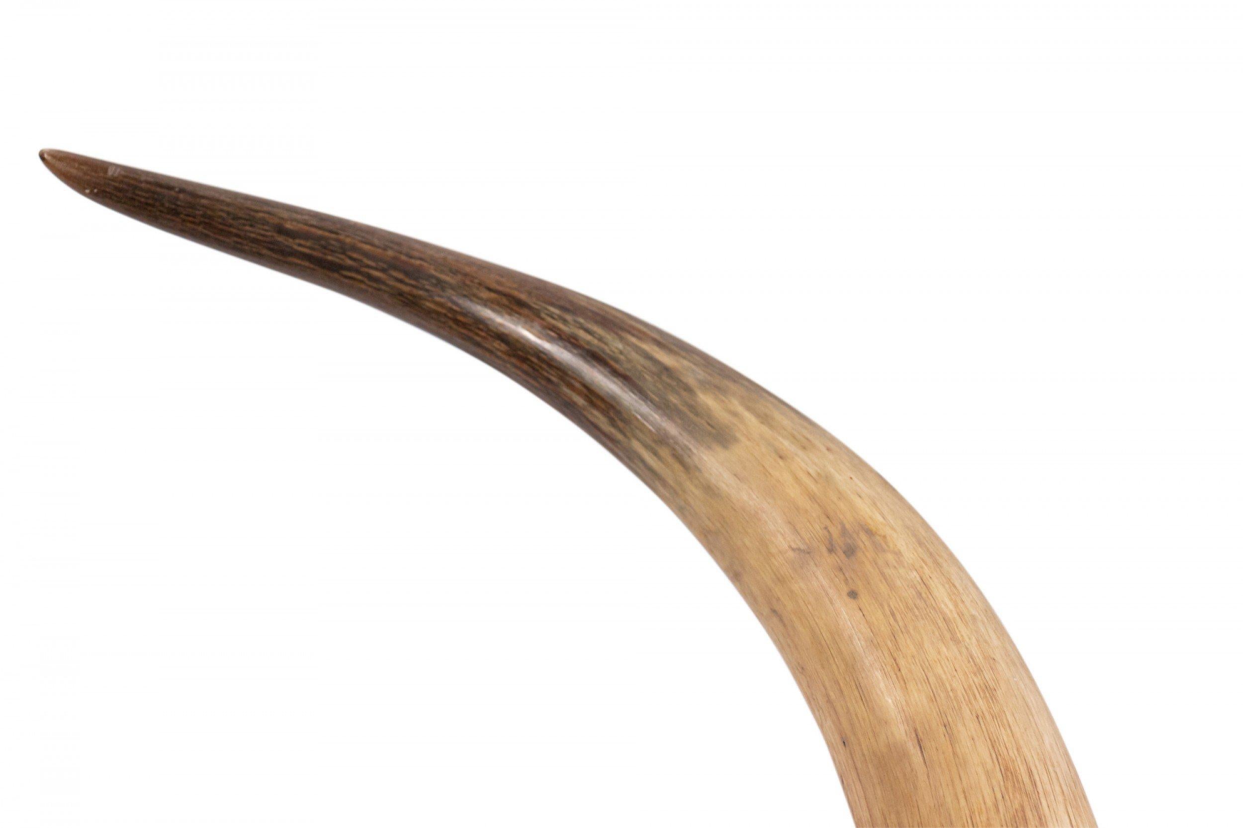 20th Century Rustic Steer Horn Mounted Taxidermy For Sale
