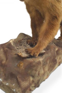 Rustic Style Taxidermy Bear