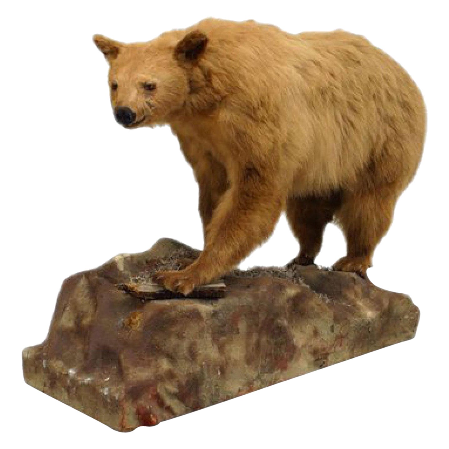 Rustic Style Taxidermy Bear For Sale