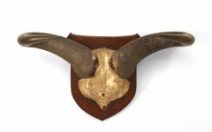 Rustic Taxidermy Water Buffalo Skull