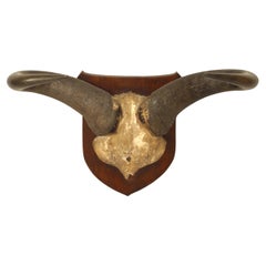 Rustikaler Taxidermie-Wasserbüffel Totenkopf